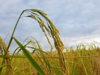 Close-up of stalks in field against sky