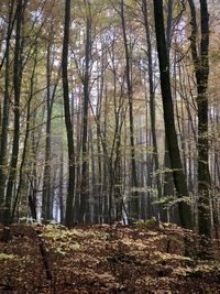 Trees growing in forest