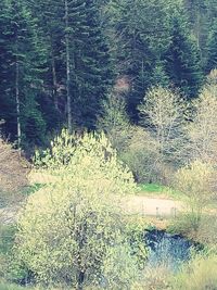 View of pine trees in forest