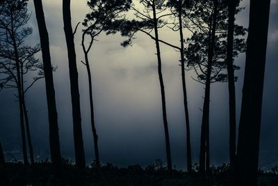 Silhouette of trees against sky