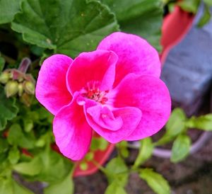 Close-up of pink flower