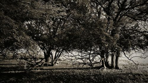 Trees on field in forest
