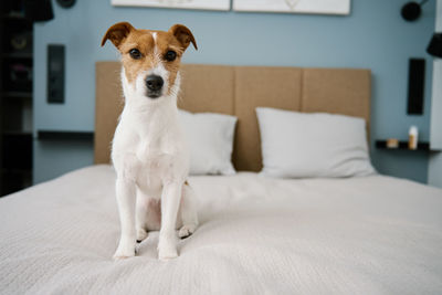 Portrait of dog relaxing on bed at home