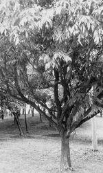 Close-up of tree in water