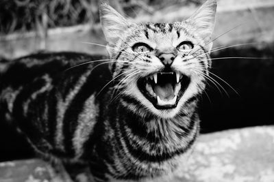 Close-up portrait of a cat