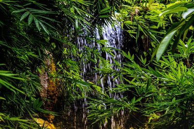 Close-up of bamboo trees in forest