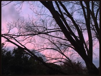 Silhouette bare trees against sky