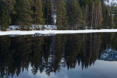 Reflection of trees on lake in forest