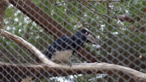 Close-up of lizard on branch