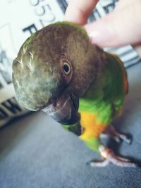 Close-up of hand feeding bird