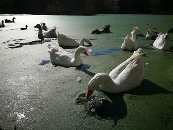 High angle view of swans swimming on lake