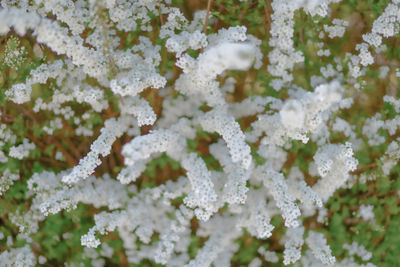 Full frame shot of snow