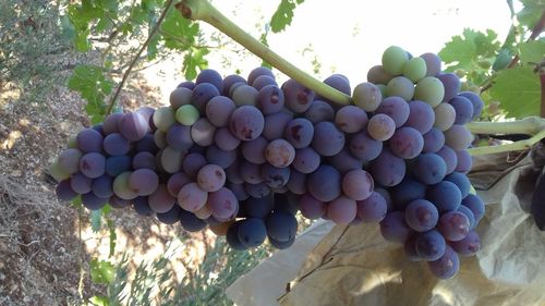 Close-up of grapes in tree