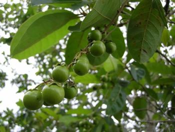 Close-up of fruit growing on tree