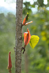 Close-up of orange flower on tree