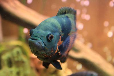 Close-up of fish swimming in sea