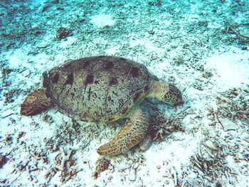 High angle view of turtle in sea