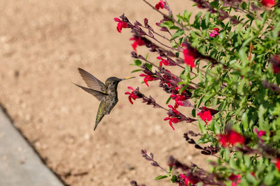 High angle view of hummingbird flying by flowering plant