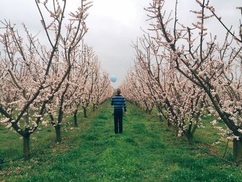 Rear view of man walking along flower trees