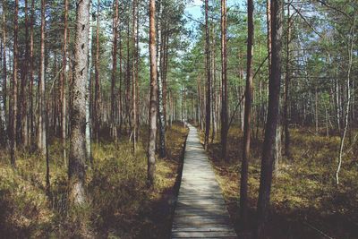 Footpath amidst trees in forest