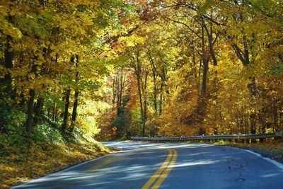 Road amidst trees in forest