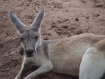 Close-up of portrait of relaxing on land