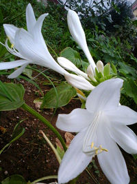 Close-up of white flower blooming outdoors