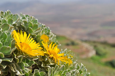 Close-up of yellow flowering plant
