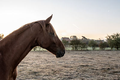 View of horse on field against sky