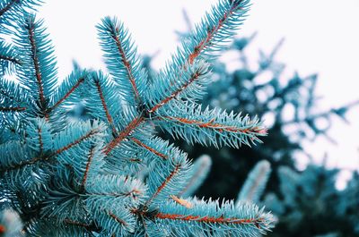 Close-up of spiked plant