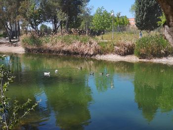 View of ducks swimming in lake
