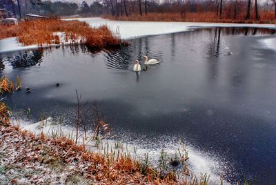 Swan swimming in lake