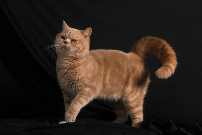 Portrait of cat sitting against black background