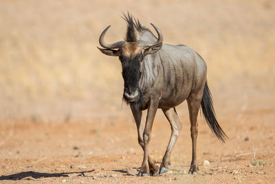 Wildebeest standing on field during sunny day