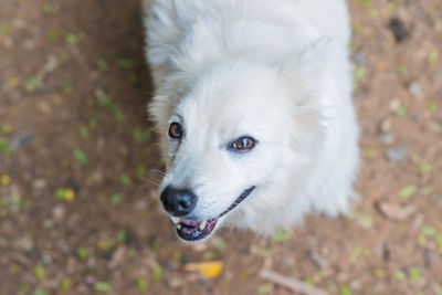 Close-up of dog looking away