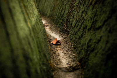 High angle view of insect on grass