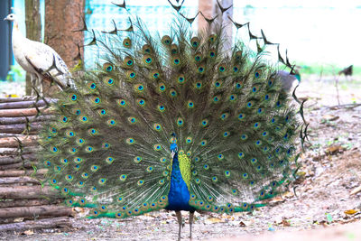 Close-up of peacock feather on field