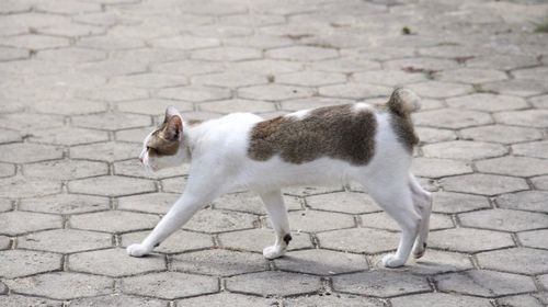 Cat on footpath in city