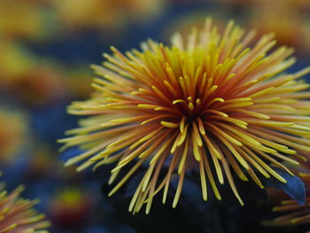 Close-up of yellow flowering plant