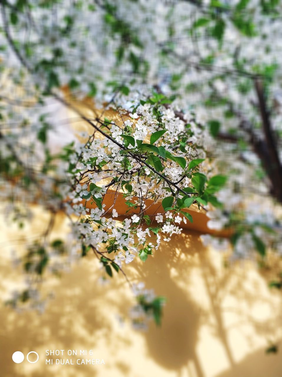 plant, growth, day, nature, beauty in nature, selective focus, no people, tree, close-up, outdoors, focus on foreground, green color, sunlight, leaf, tranquility, branch, plant part, food, freshness, vulnerability