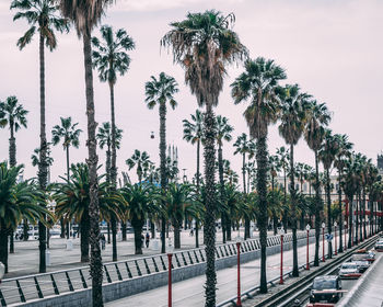 Palm trees against sky