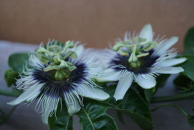 Close-up of white flowering plant