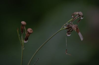 Close-up of wilted flower bud