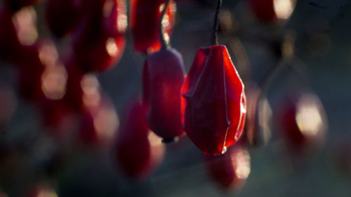 Close-up of red hanging outdoors