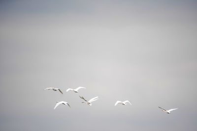 Low angle view of seagulls flying