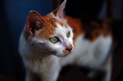 Close-up of cat relaxing at home