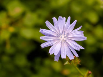 Close-up of purple flowering plant