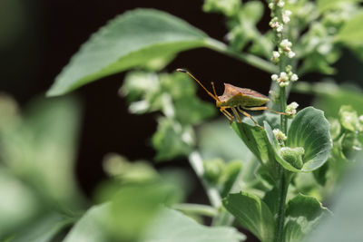 Close-up of butterfly on plant