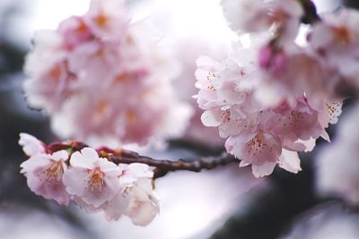 Close-up of apple blossoms in spring