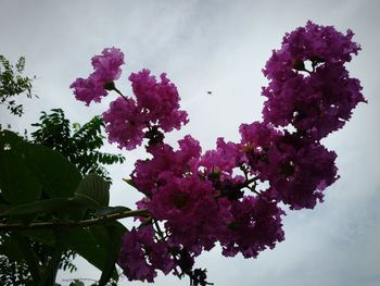 Low angle view of pink flowers